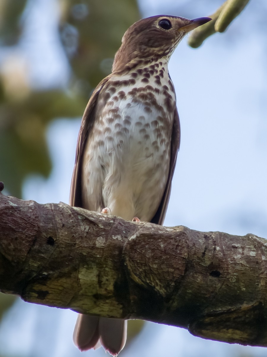 Swainson's Thrush - Imogen Warren