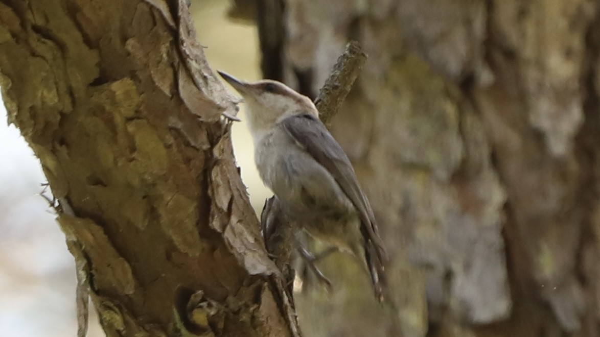 Brown-headed Nuthatch - Emily Gambone