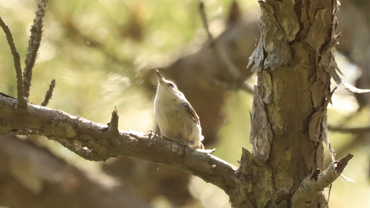 Brown-headed Nuthatch - Emily Gambone