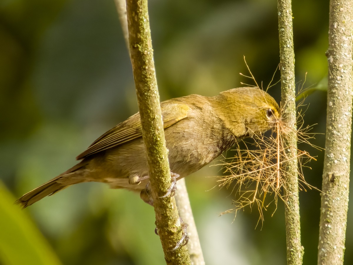 Yellow-faced Grassquit - Imogen Warren