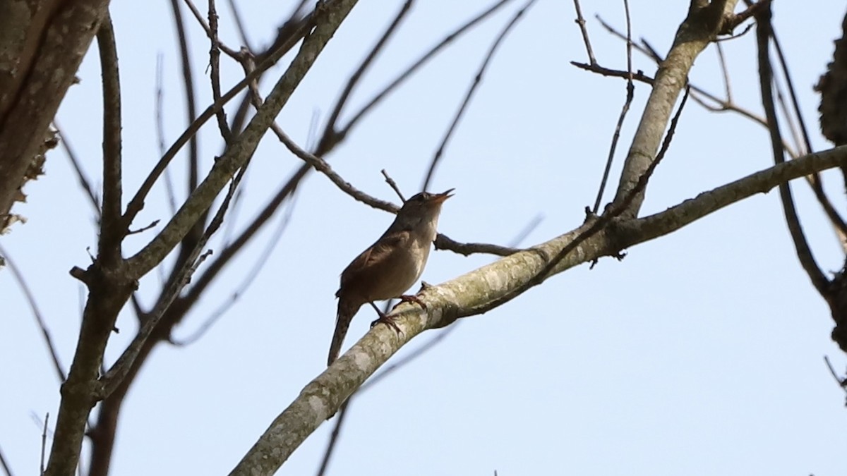 House Wren - Emily Gambone