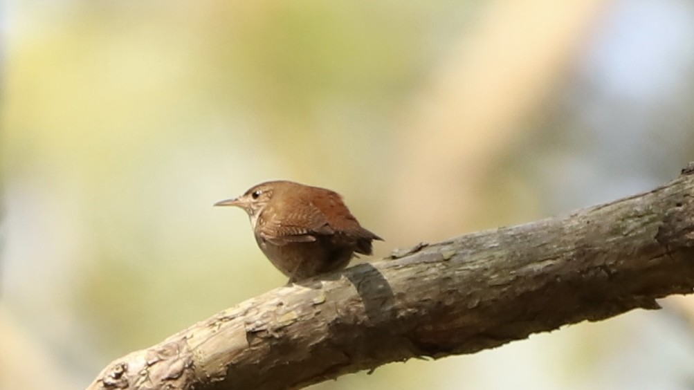 House Wren - Emily Gambone