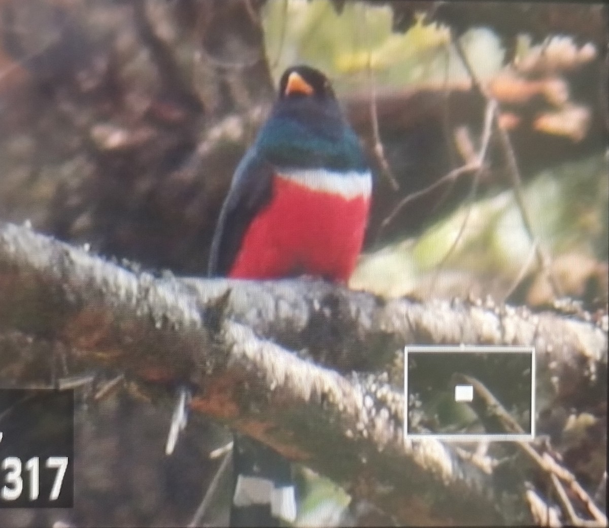 Trogon montagnard - ML619607224