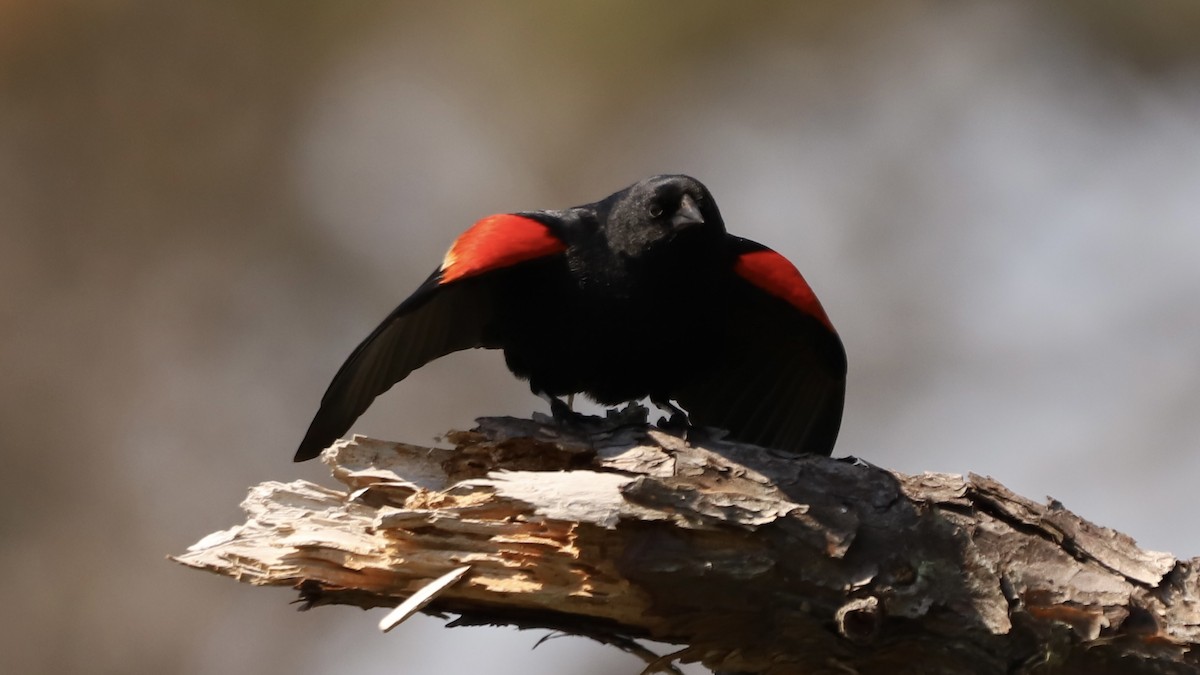 Red-winged Blackbird - Emily Gambone