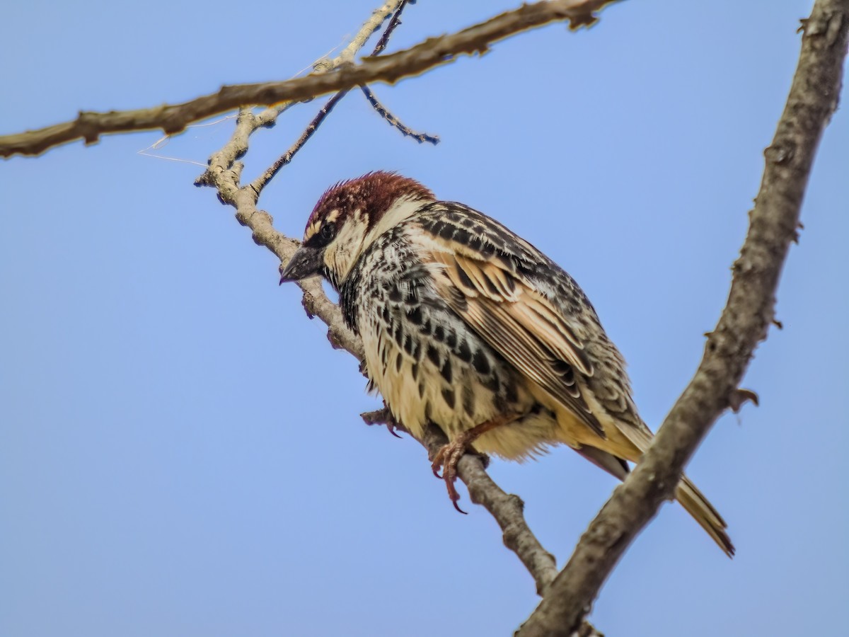 Spanish Sparrow - Mehmet Altunbas