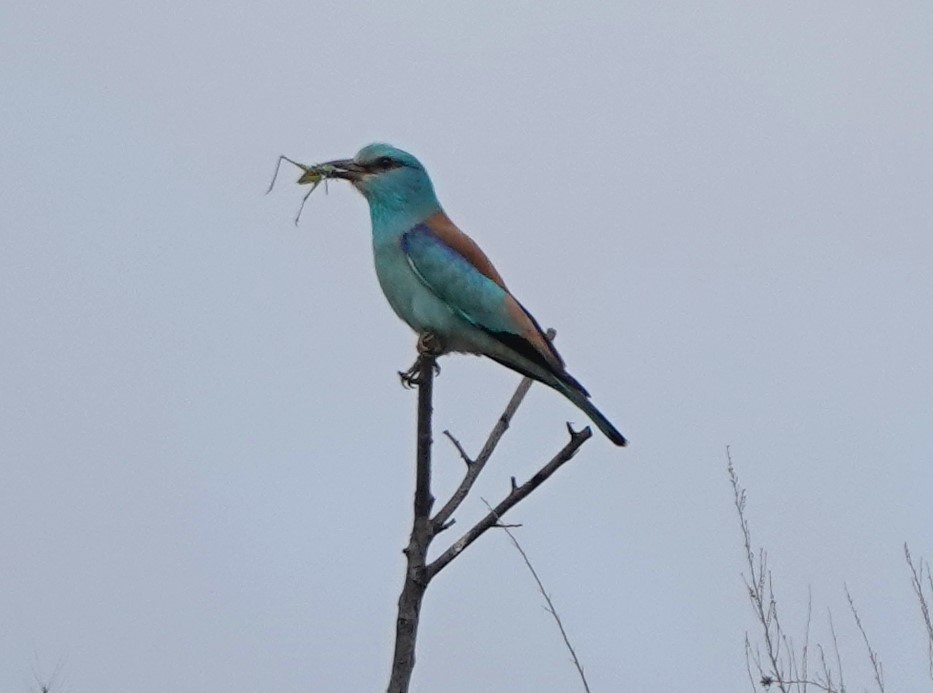 European Roller - Martin Pitt