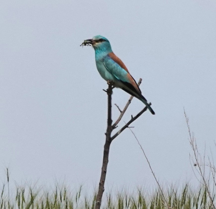 European Roller - Martin Pitt