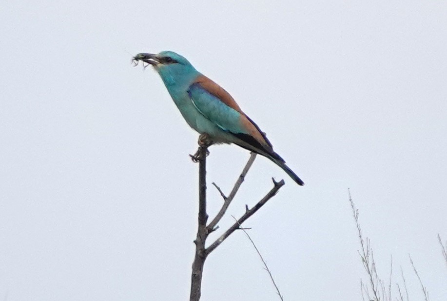 European Roller - Martin Pitt