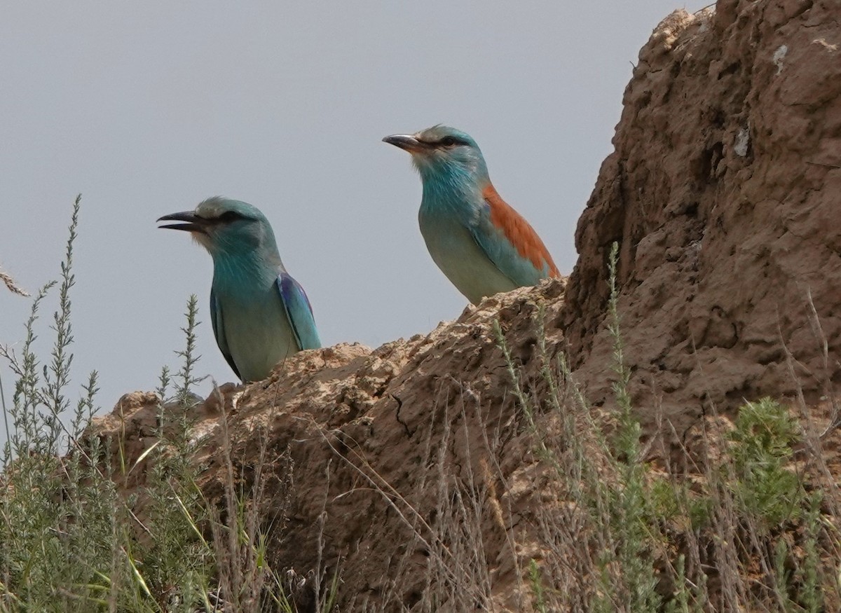 European Roller - Martin Pitt