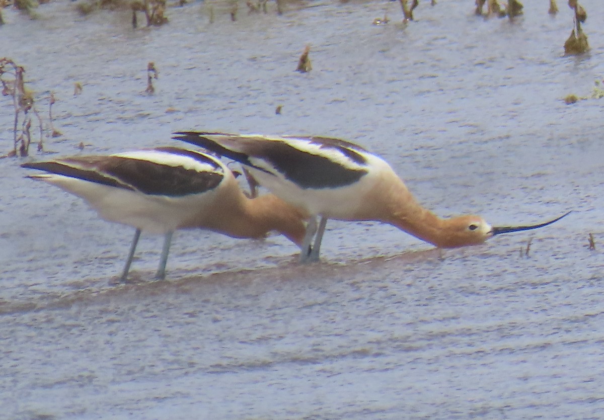 American Avocet - Brad Banner