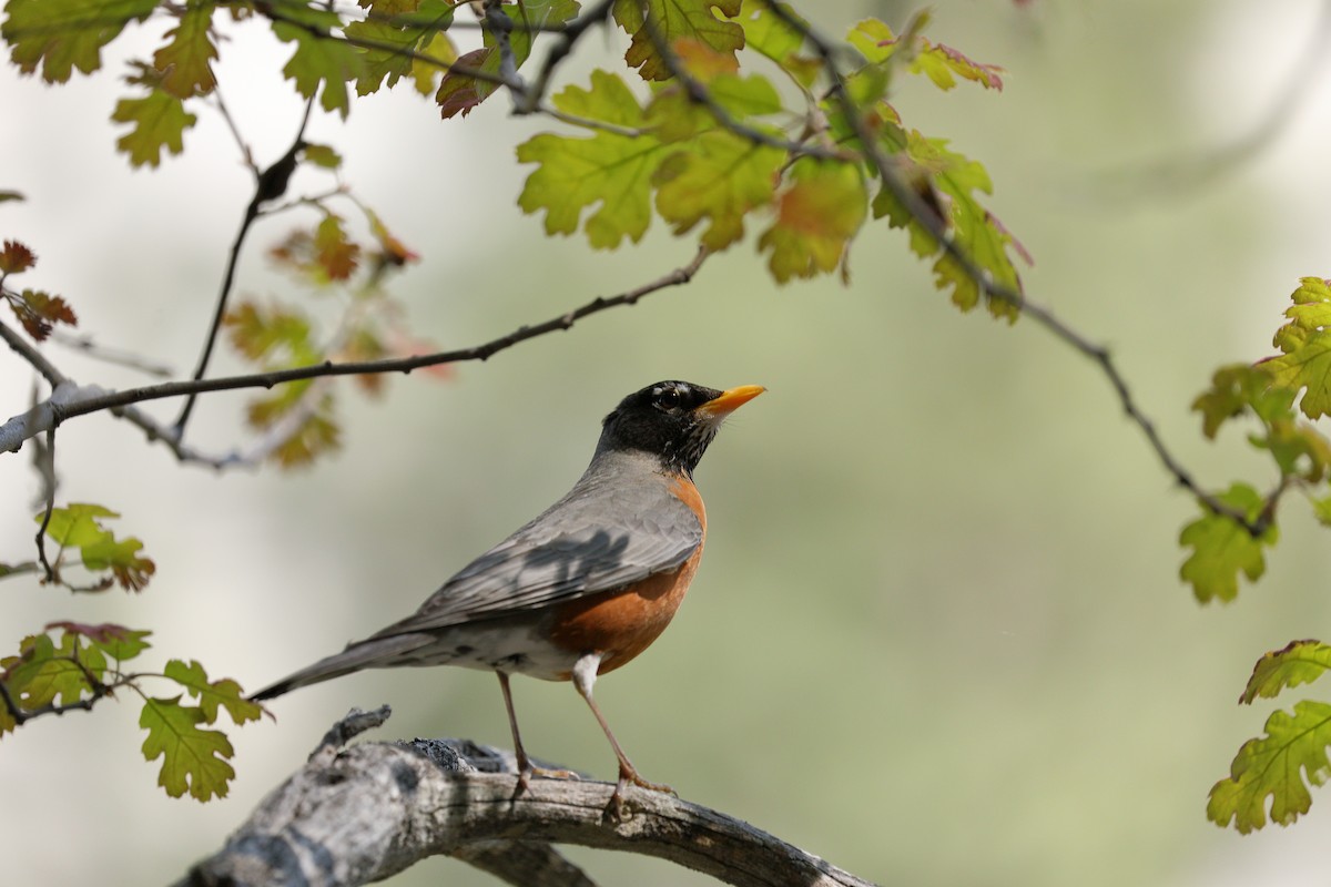 American Robin - ML619607235