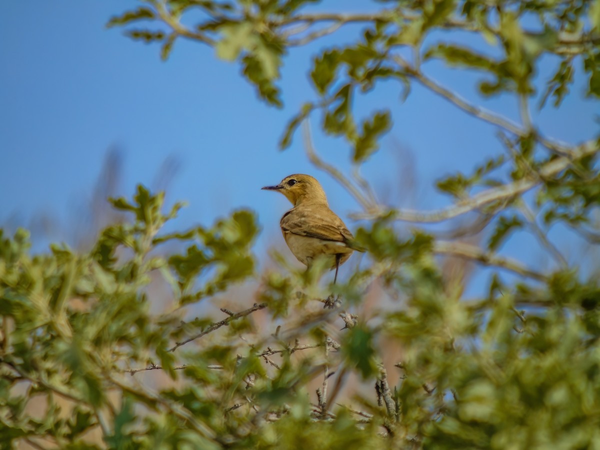 Isabelline Wheatear - Mehmet Altunbas