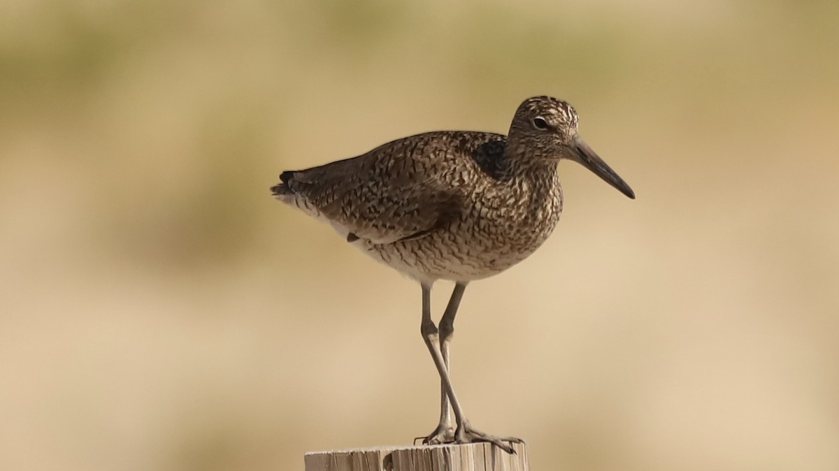 Willet - ML619607237