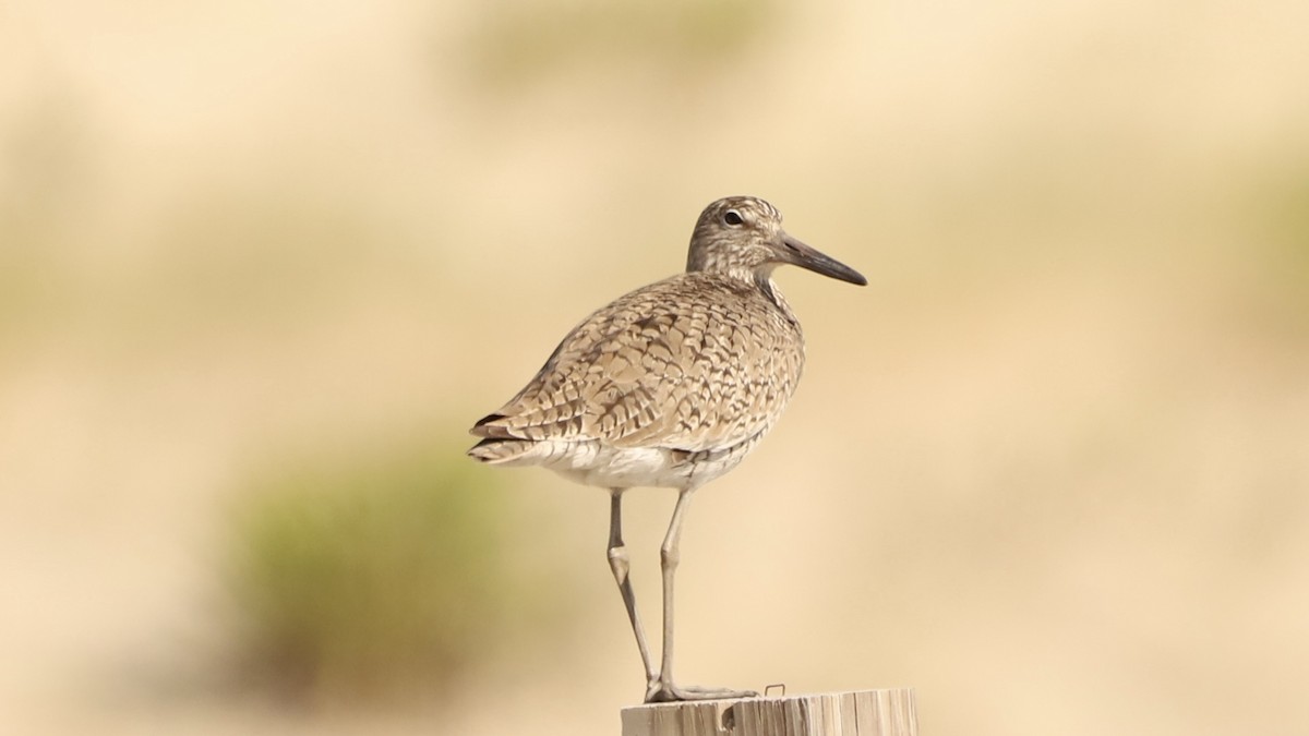 Willet - ML619607238