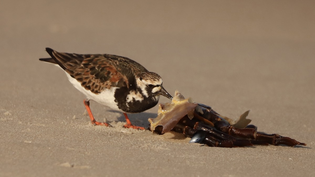 Ruddy Turnstone - Emily Gambone