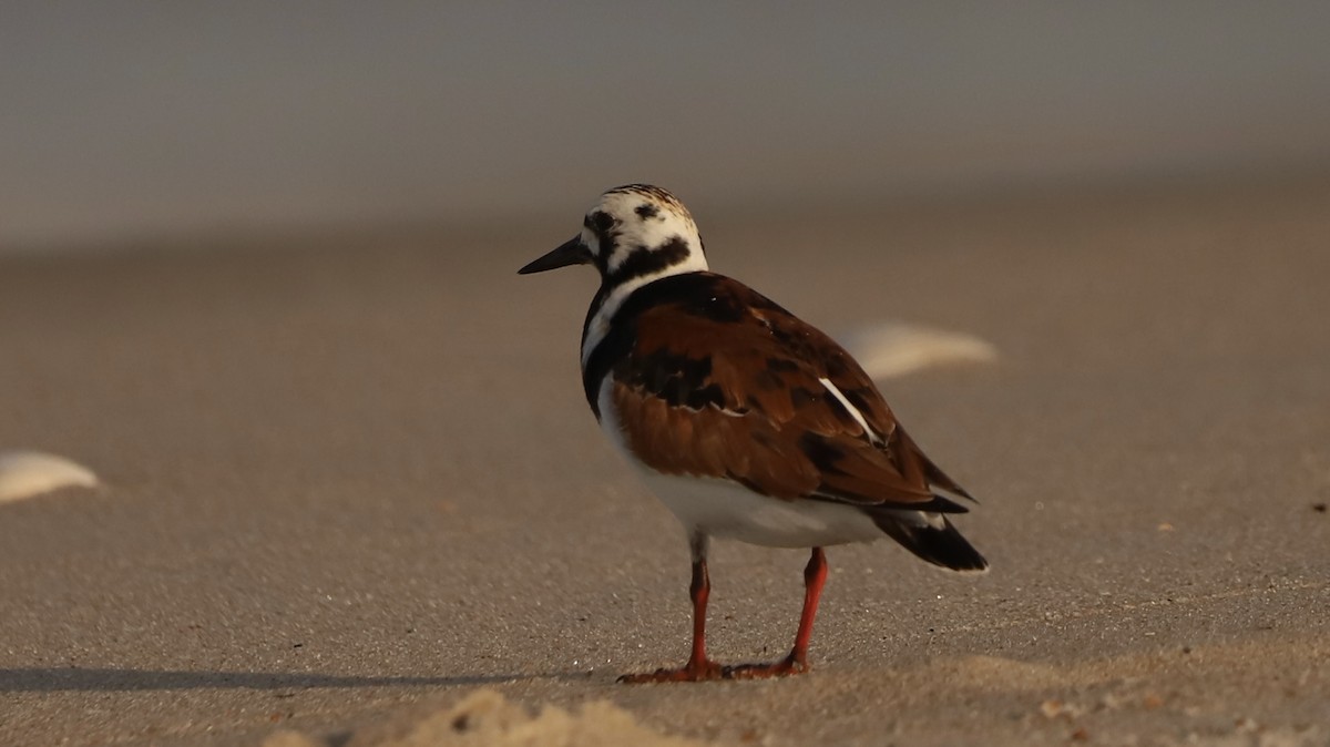 Ruddy Turnstone - Emily Gambone