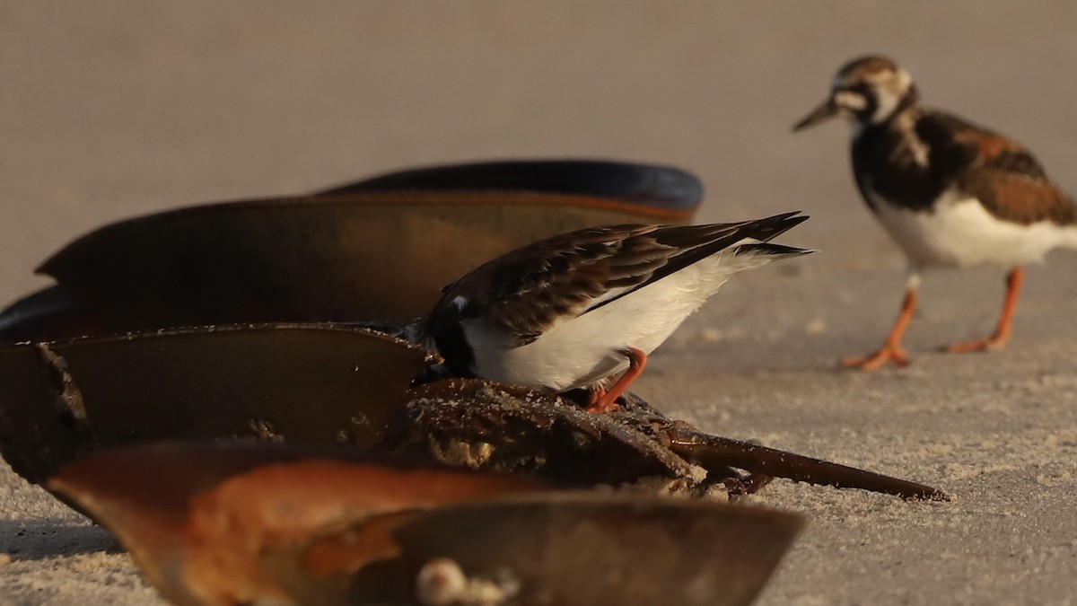 Ruddy Turnstone - Emily Gambone