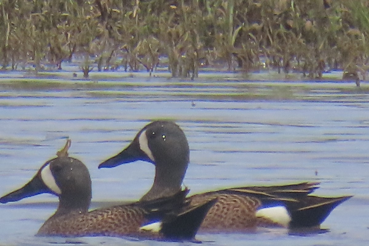 Blue-winged Teal - Brad Banner