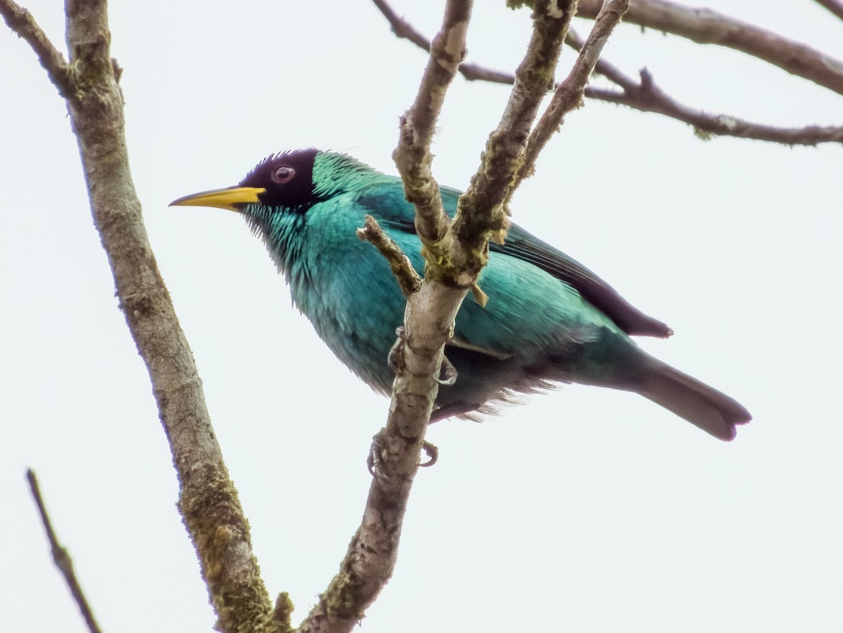 Green Honeycreeper - Imogen Warren