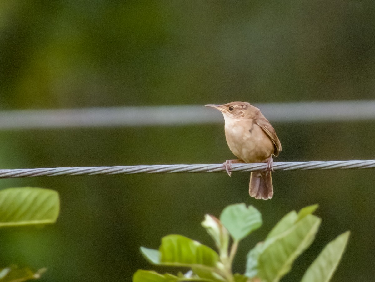 House Wren - Imogen Warren