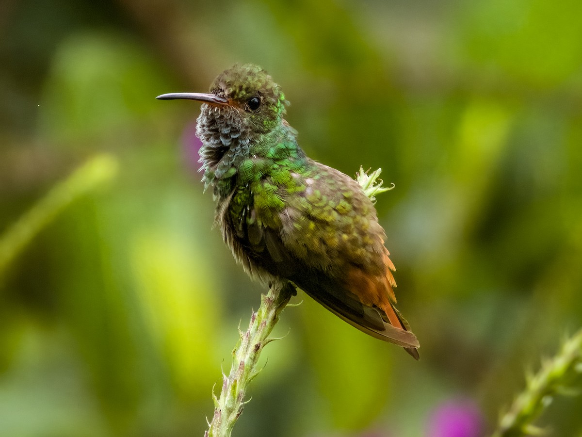 Rufous-tailed Hummingbird - Imogen Warren