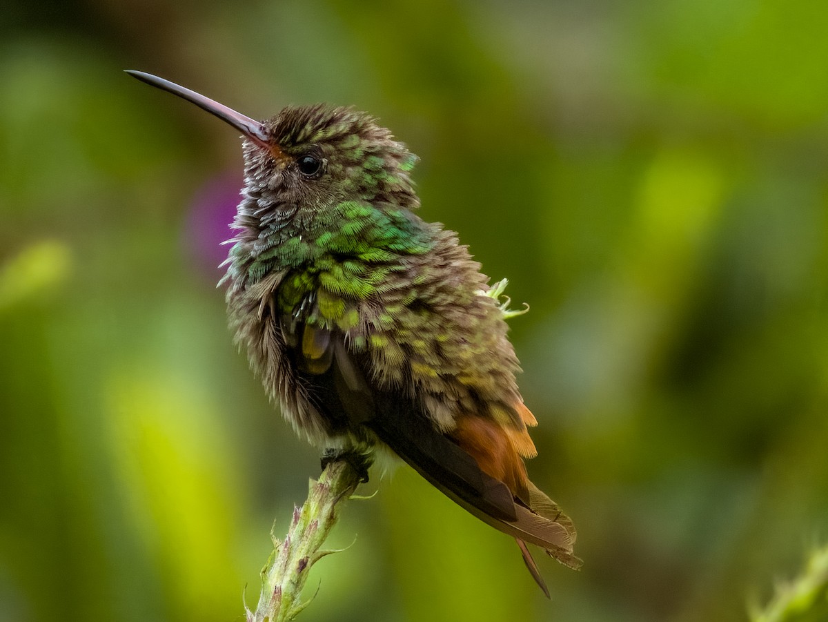 Rufous-tailed Hummingbird - Imogen Warren