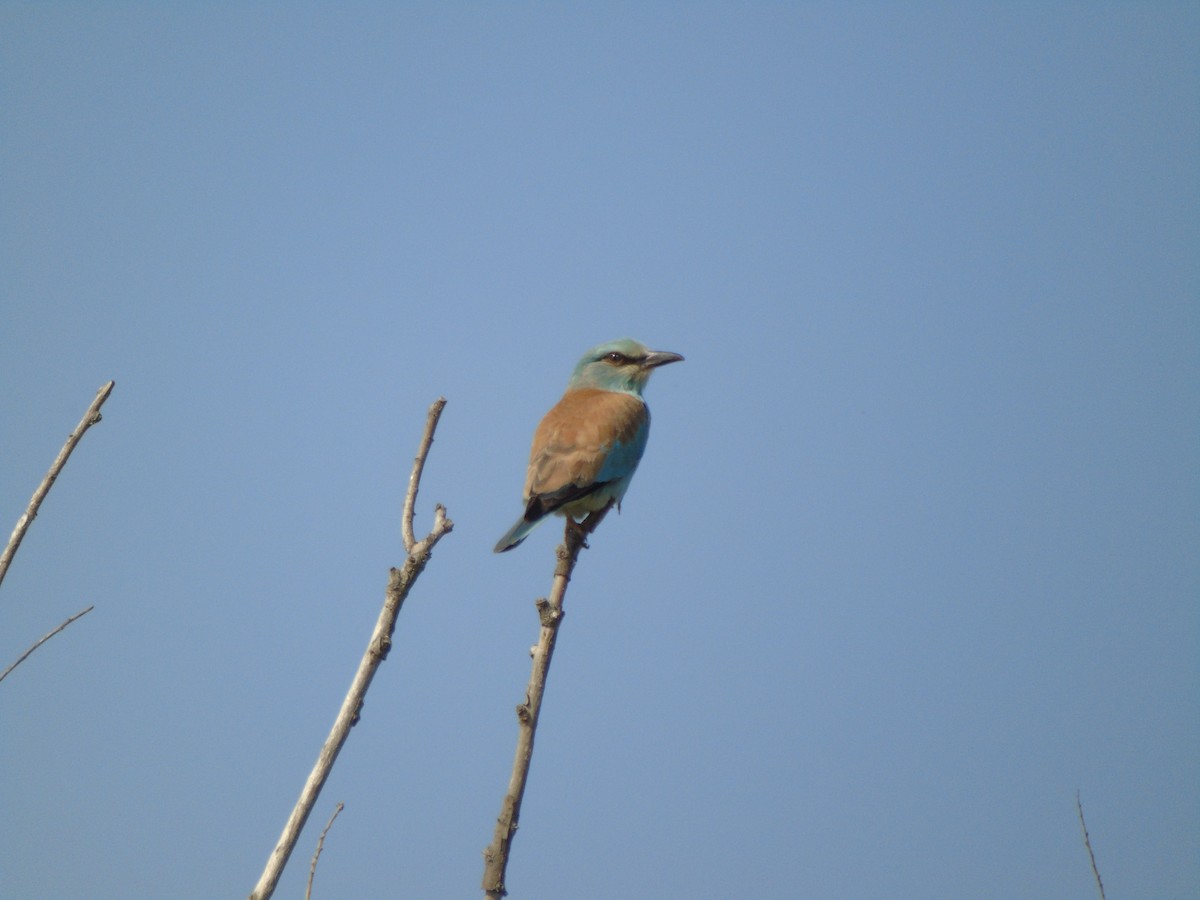 European Roller - Mehmet Altunbas