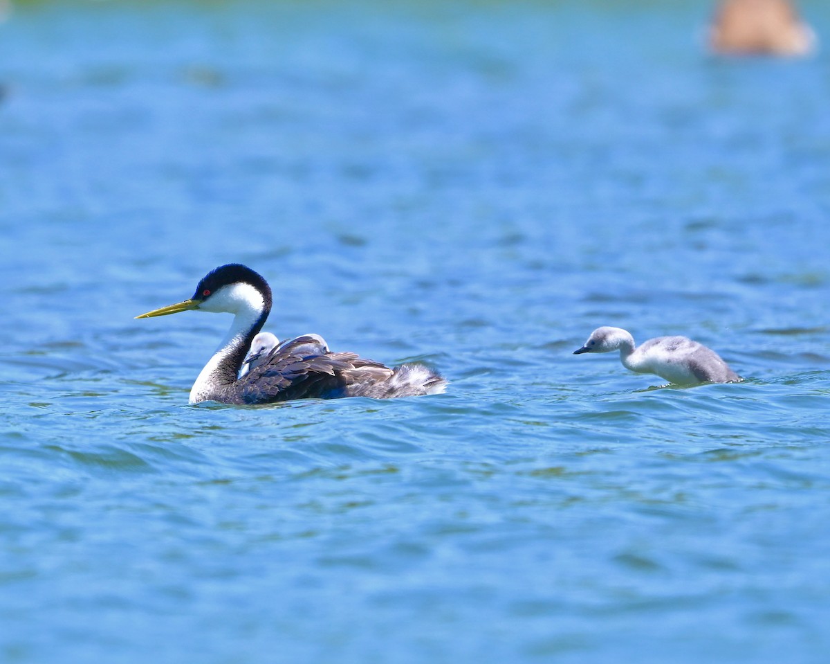 Western Grebe - ML619607260