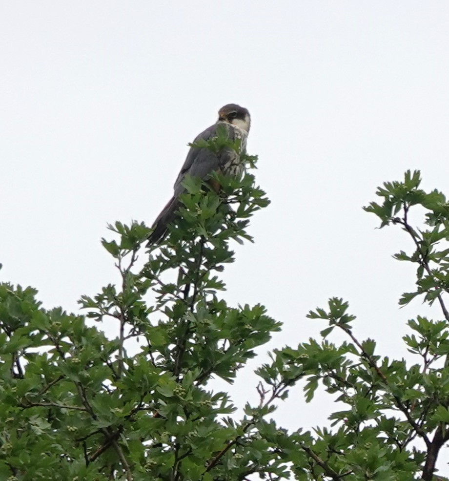 Eurasian Hobby - Martin Pitt