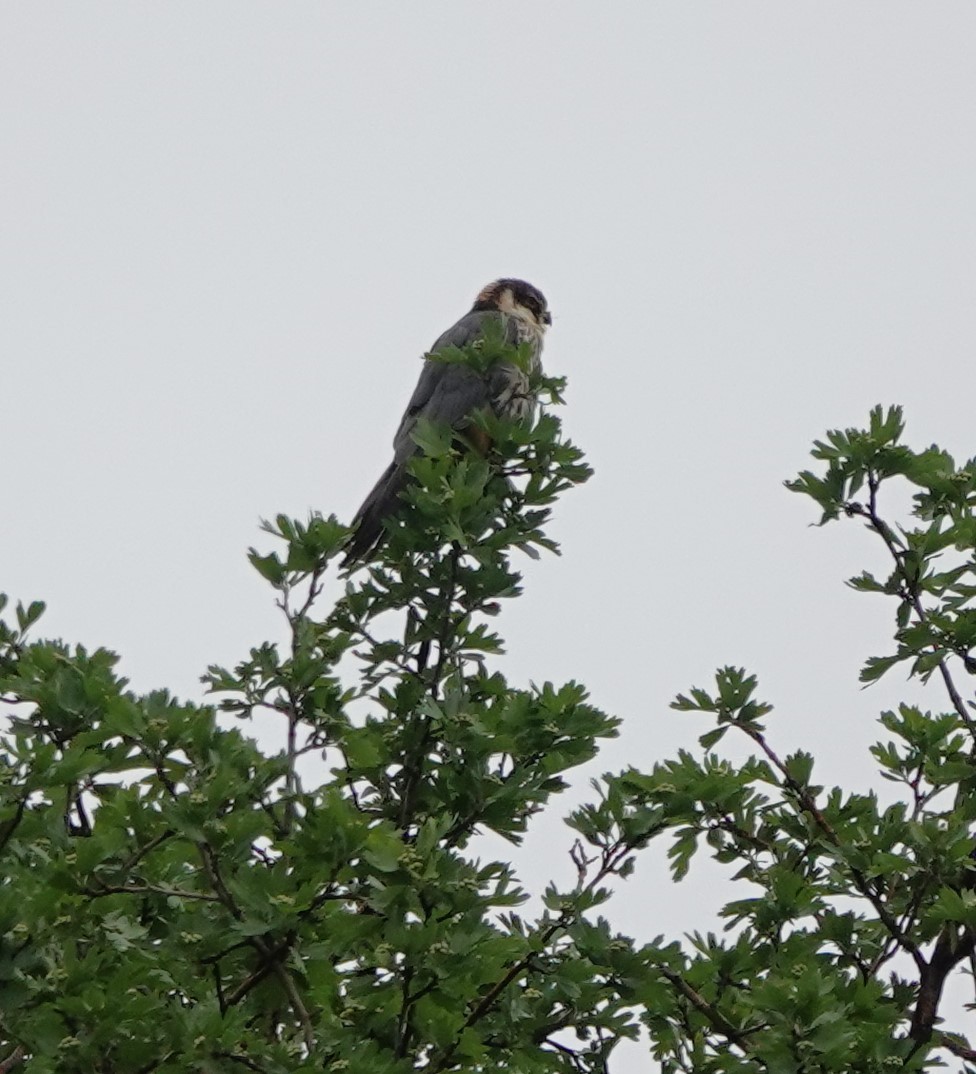 Eurasian Hobby - Martin Pitt