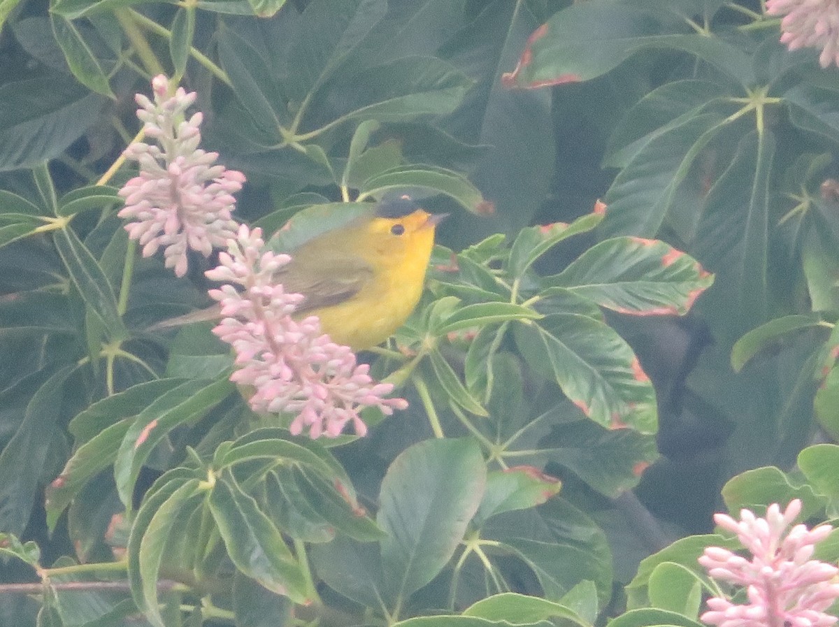 Wilson's Warbler - Aidan Sinha