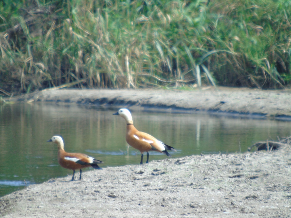 Ruddy Shelduck - Mehmet Altunbas