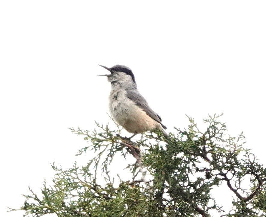 Eastern Rock Nuthatch - ML619607273