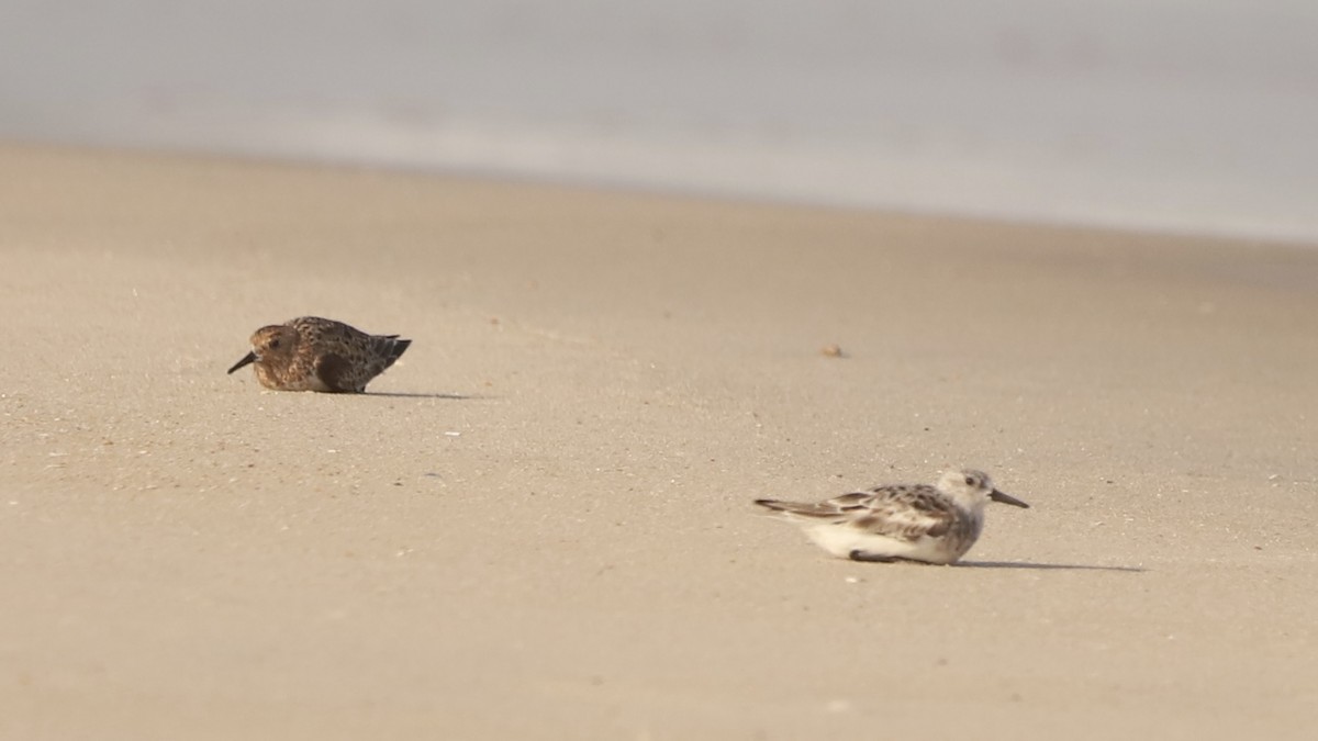 Sanderling - Emily Gambone