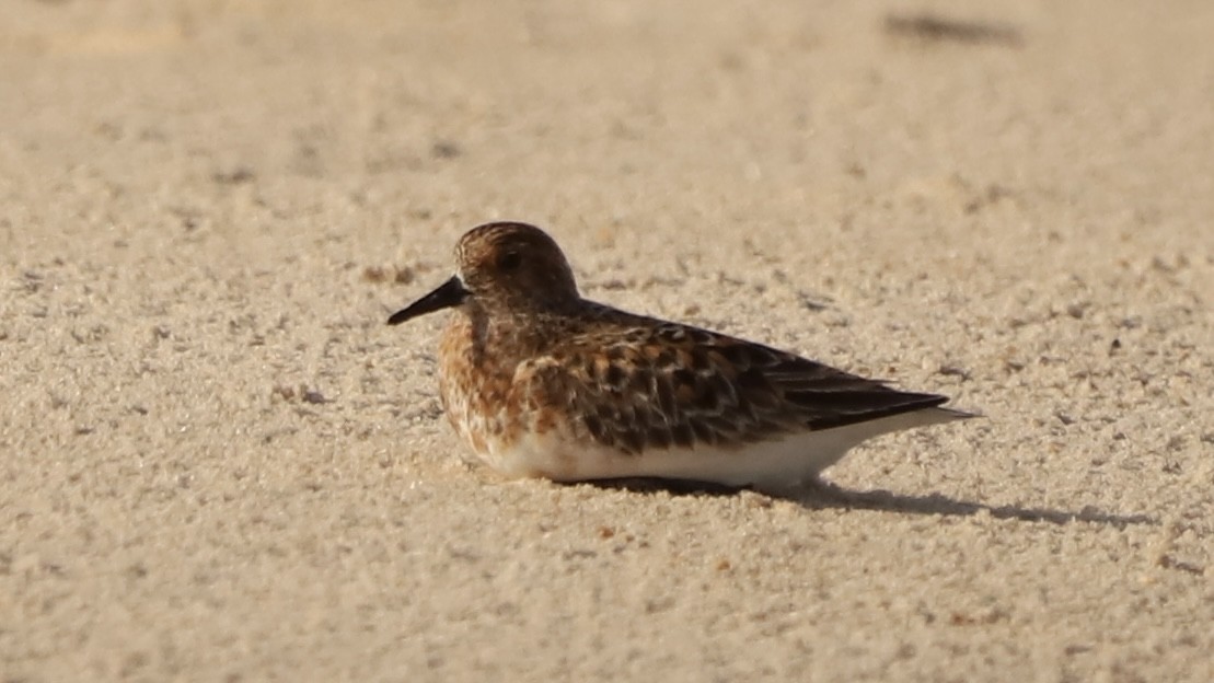 Sanderling - Emily Gambone