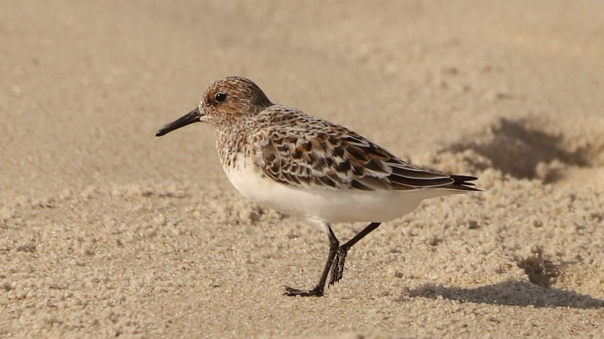 Sanderling - Emily Gambone