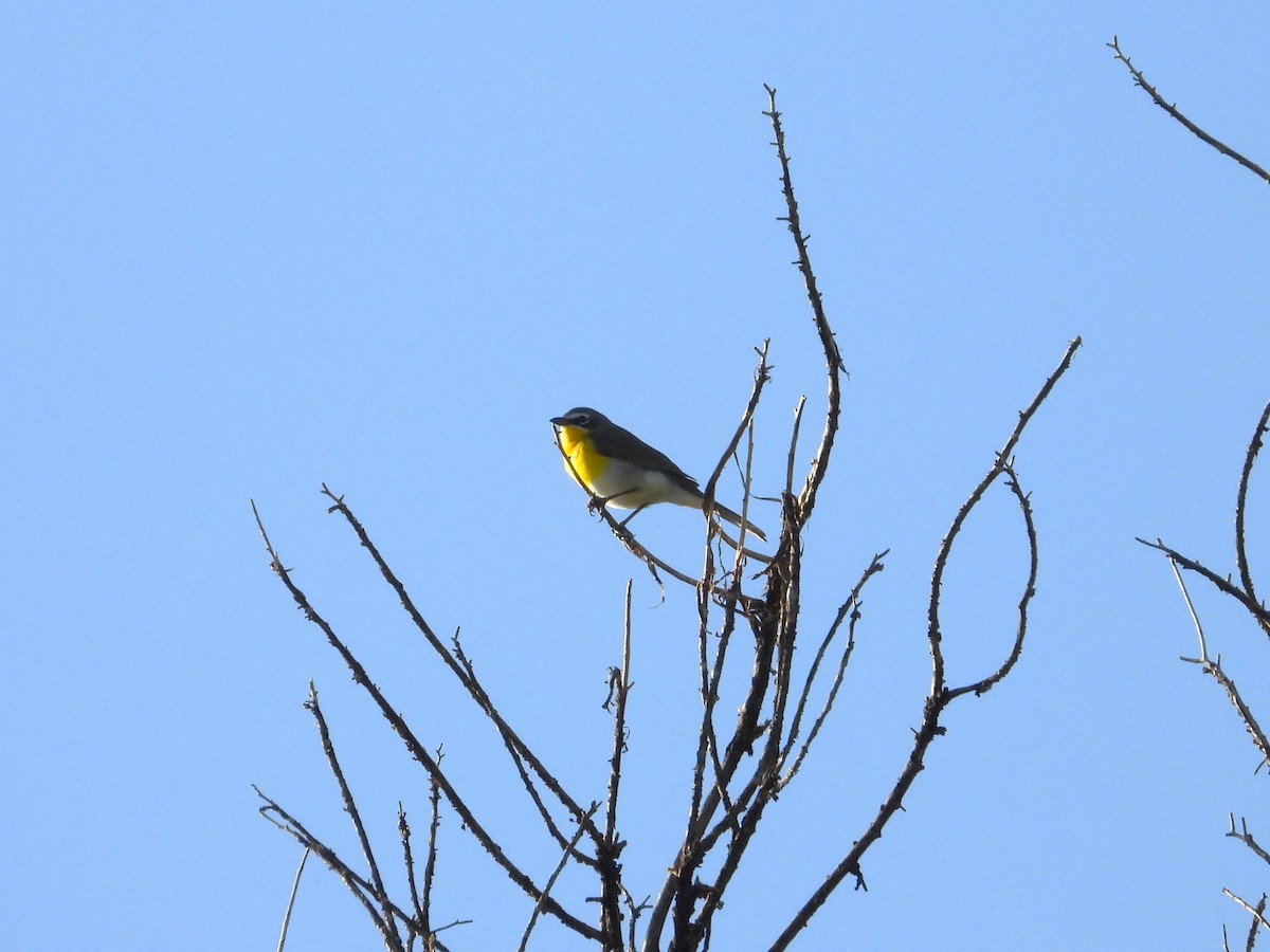 Yellow-breasted Chat - ML619607293