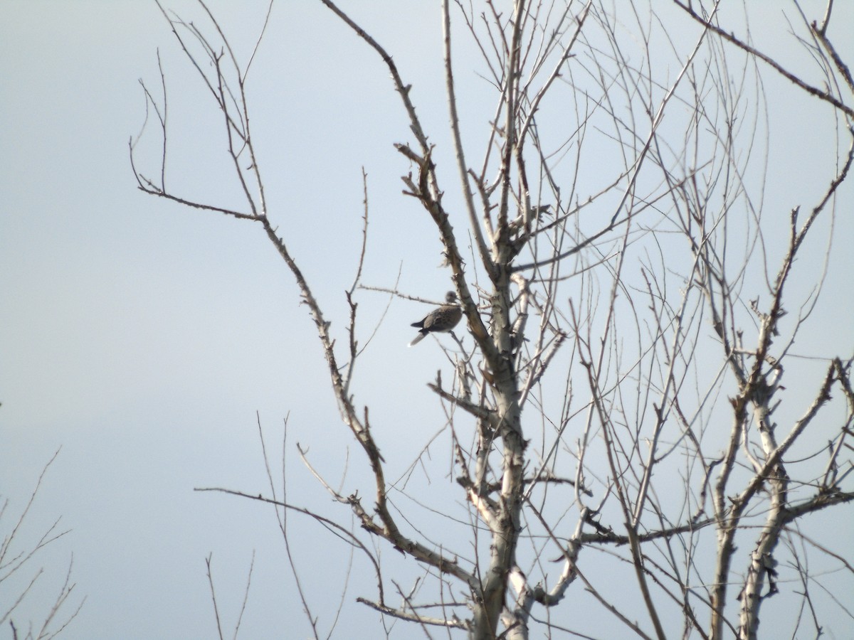 European Turtle-Dove - ML619607295