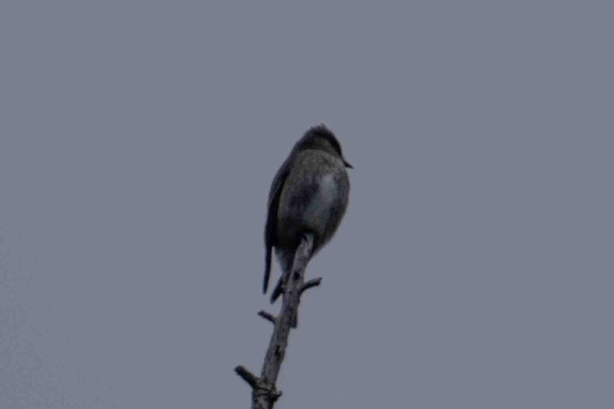 Olive-sided Flycatcher - patrick broom