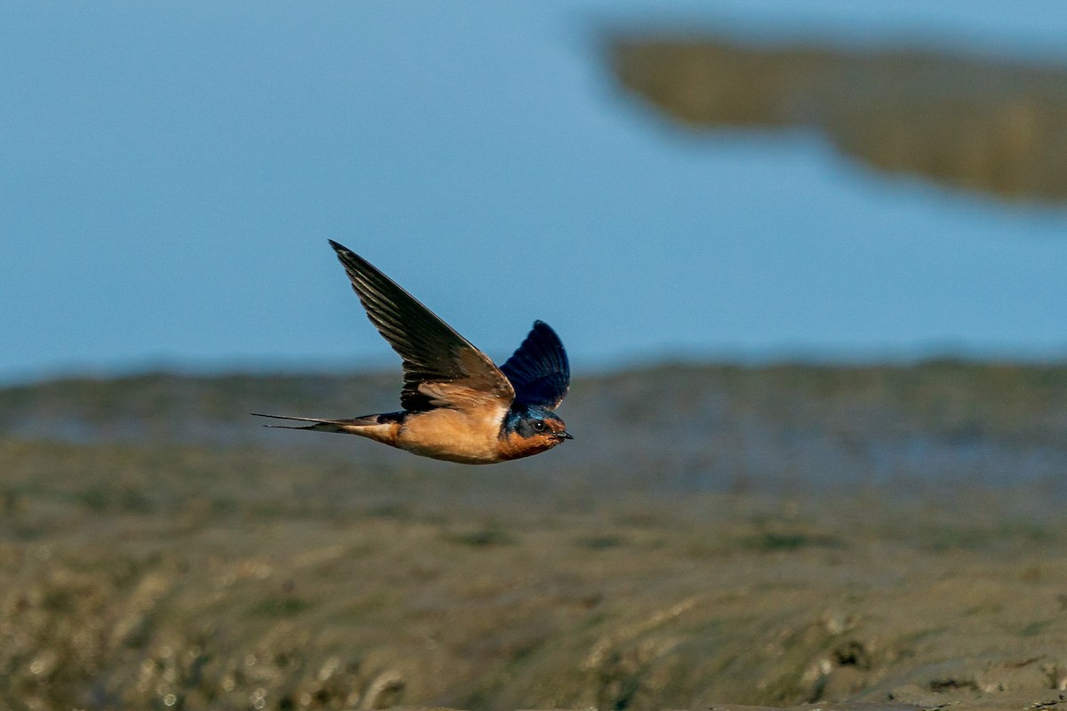Barn Swallow - L Lang