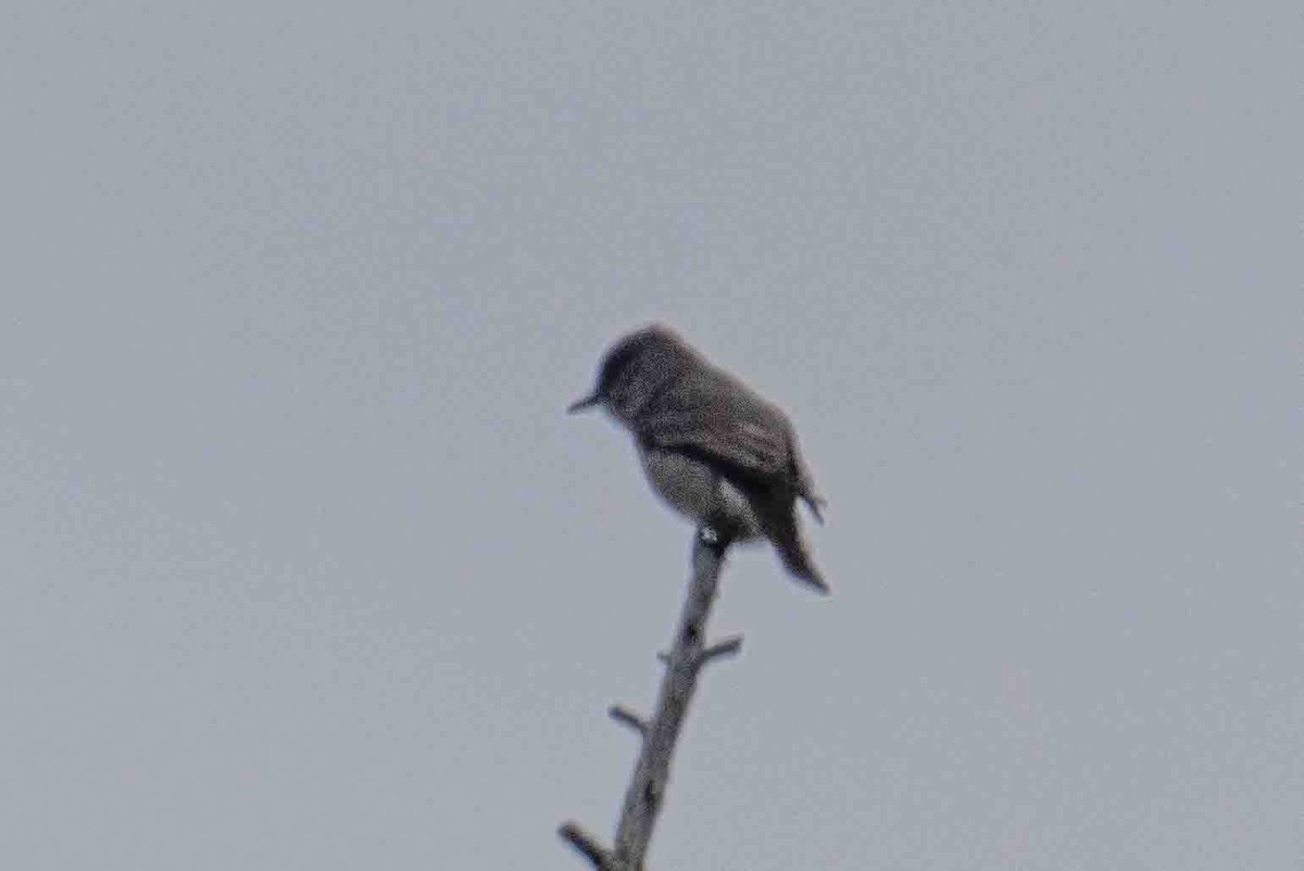 Olive-sided Flycatcher - patrick broom