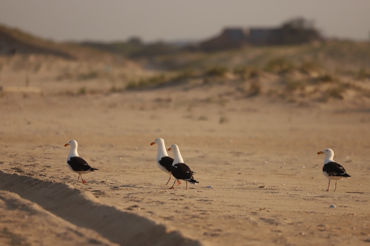 Great Black-backed Gull - Emily Gambone