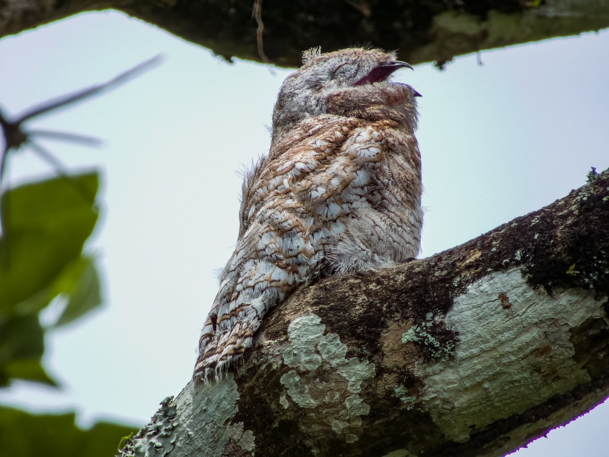 Great Potoo - Imogen Warren