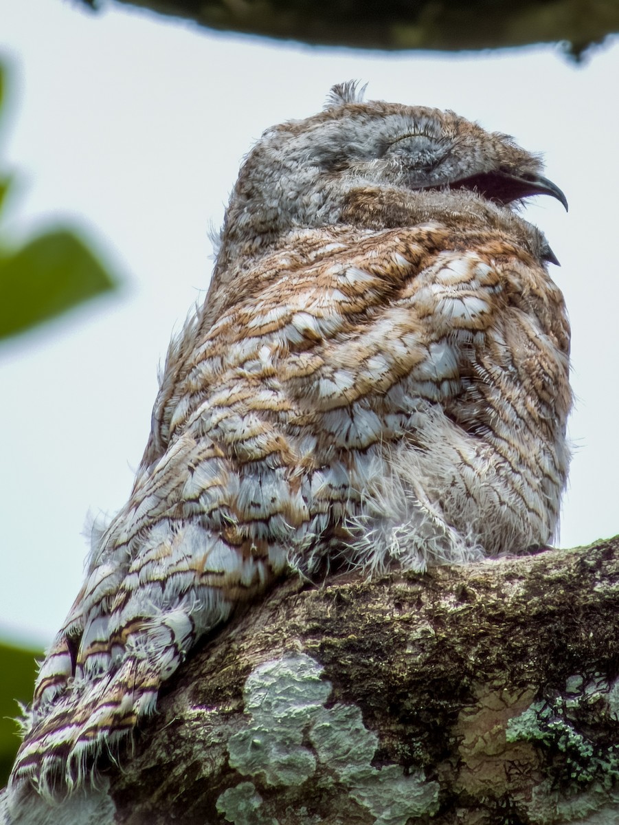 Great Potoo - Imogen Warren