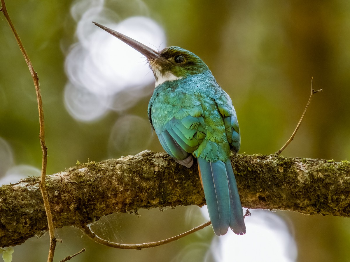 Rufous-tailed Jacamar - Imogen Warren