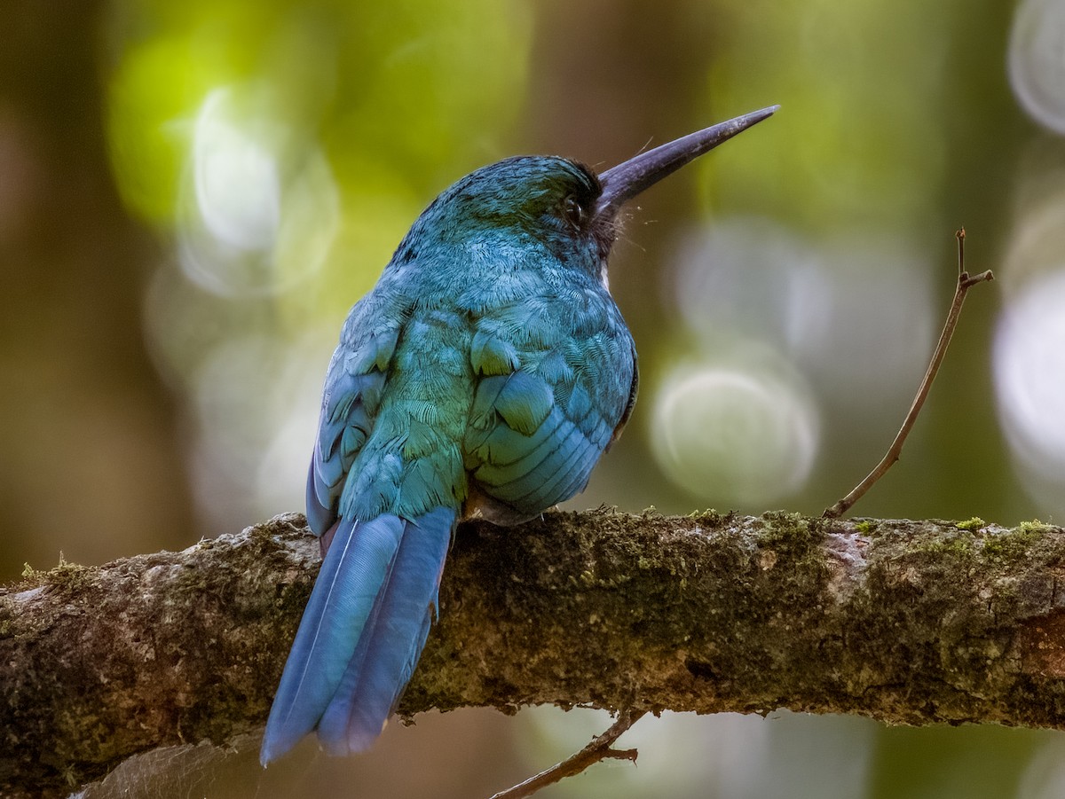 Rufous-tailed Jacamar - Imogen Warren