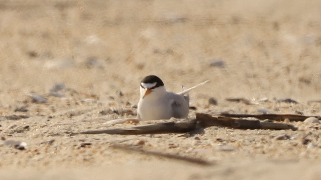 Least Tern - Emily Gambone