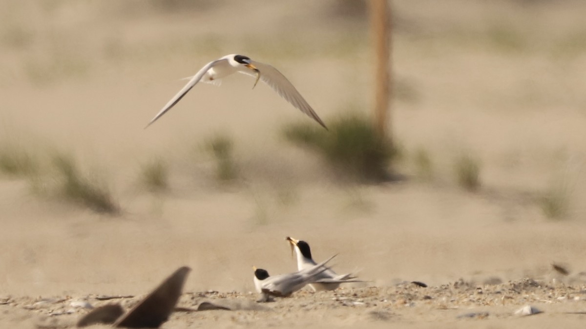 Least Tern - Emily Gambone