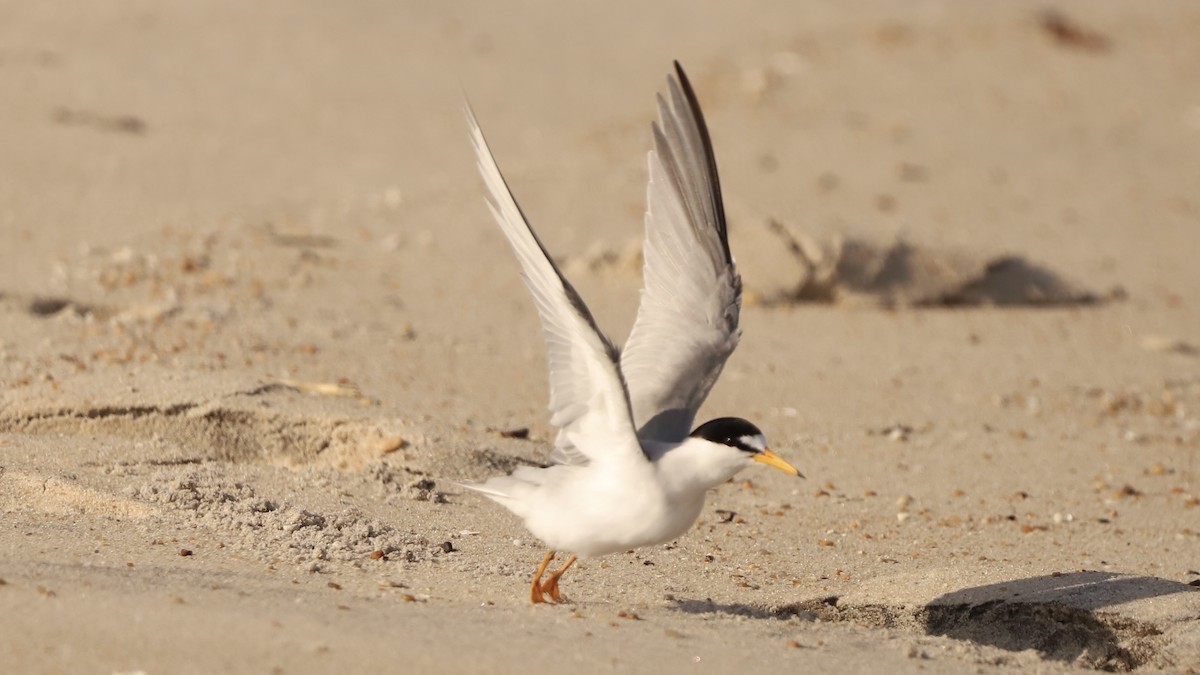 Least Tern - Emily Gambone