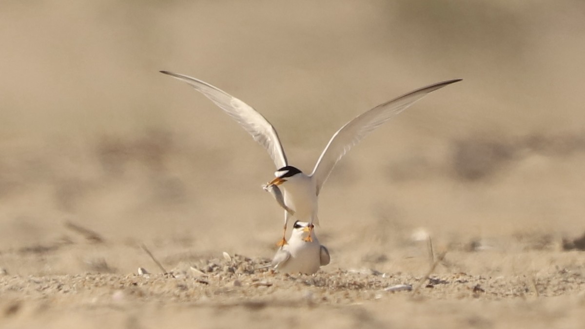 Least Tern - Emily Gambone